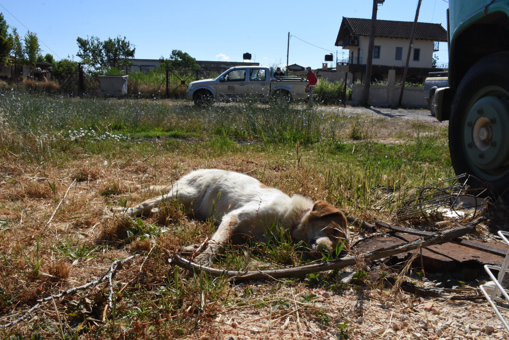 Κτηνωδία στην Καστοριά: Βασάνισε και σκότωσε δυο σκυλιά – Επικηρύχθηκε ο δράστης