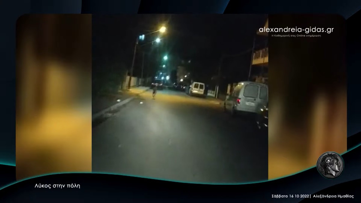 Ημαθία: Λύκος έκοβε βόλτες στην Αλεξάνδρεια [Βίντεο]