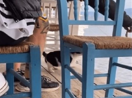 Αθωώθηκε ο 30χρονος που κλώτσησε γατάκι σε ταβέρνα