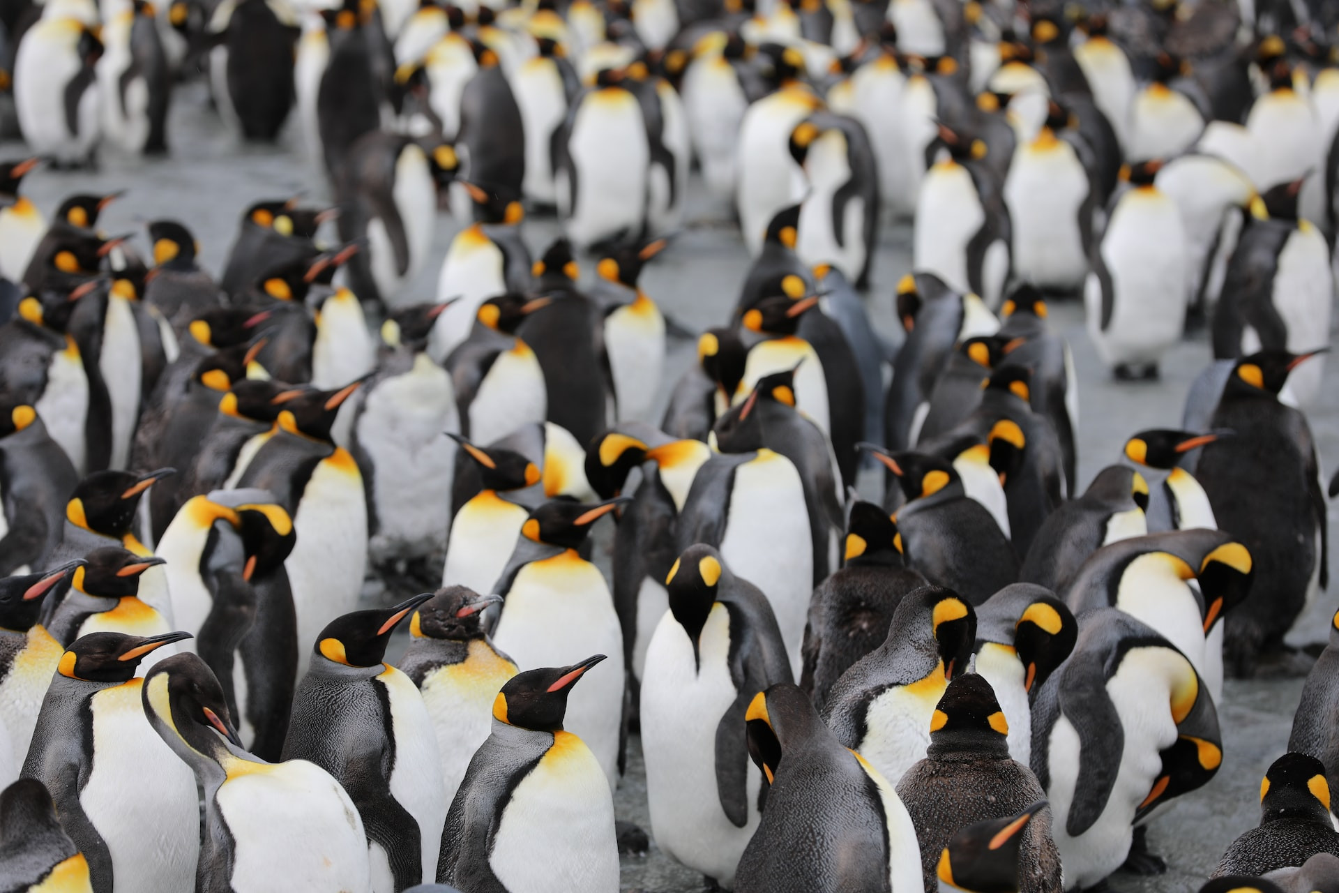 Aυτοκρατορικοί πιγκουίνοι υπό εξαφάνιση