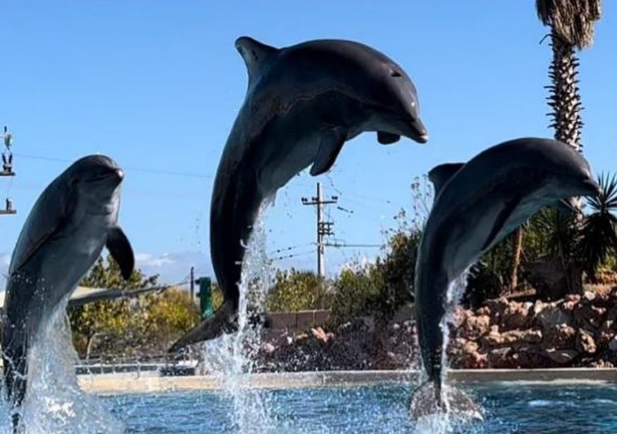 Απάντηση Α. Γεωργιάδη στις αντιδράσεις για τα δελφίνια: «Θέλετε οι παπαγάλοι να είναι έξω από κλουβιά;»