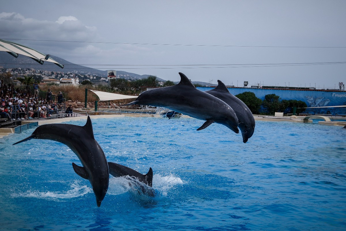 Η απάντηση του Αττικού Πάρκου για την επίσκεψη Γεωργιάδη και το δελφινάριο