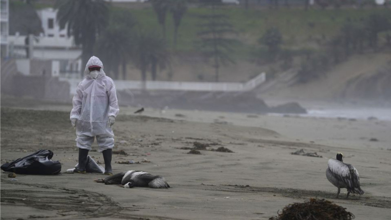22.000 θαλασσοπούλια νεκρά από τη γρίπη των πτηνών, στο Περού