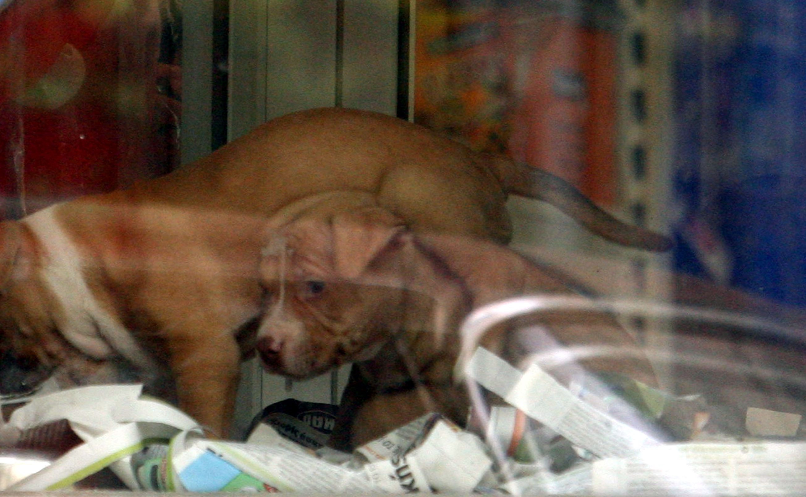 Η Νέα Υόρκη απαγόρευσε την πώληση κατοικίδιων ζώων