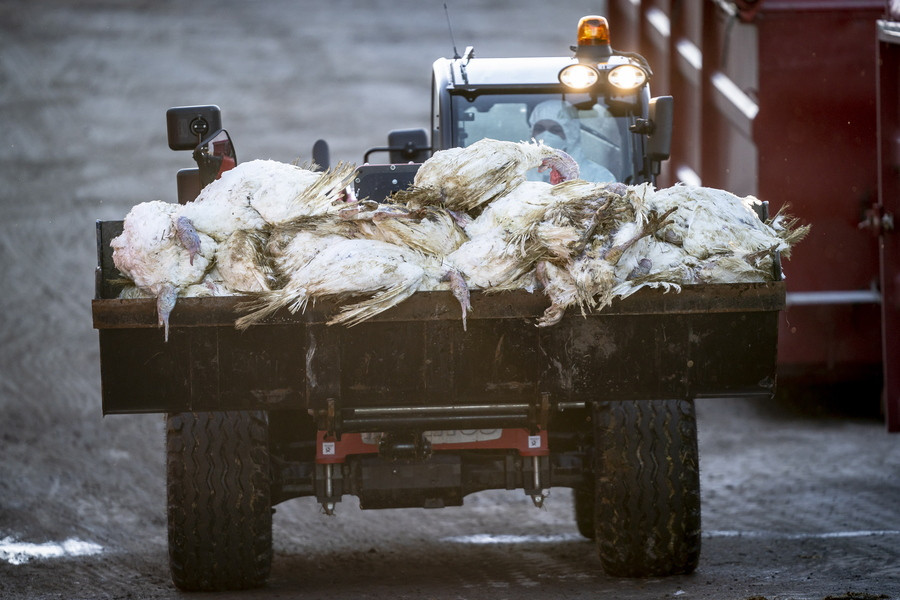 Καταστροφική ρελάνς της γρίπης των πτηνών στην ΕΕ – Σφαγιάστηκαν 50 εκατομμύρια πτηνά