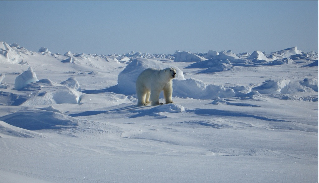 Αλάσκα: Πολική αρκούδα σκότωσε μια γυναίκα και ένα αγόρι
