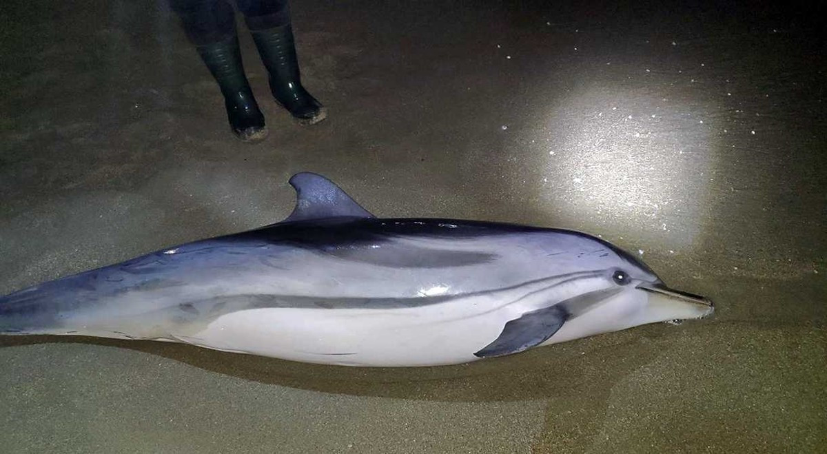 Καβάλα: Δελφίνι δυο μέτρων ξεβράστηκε στην παραλία της Νέας Καρβάλης