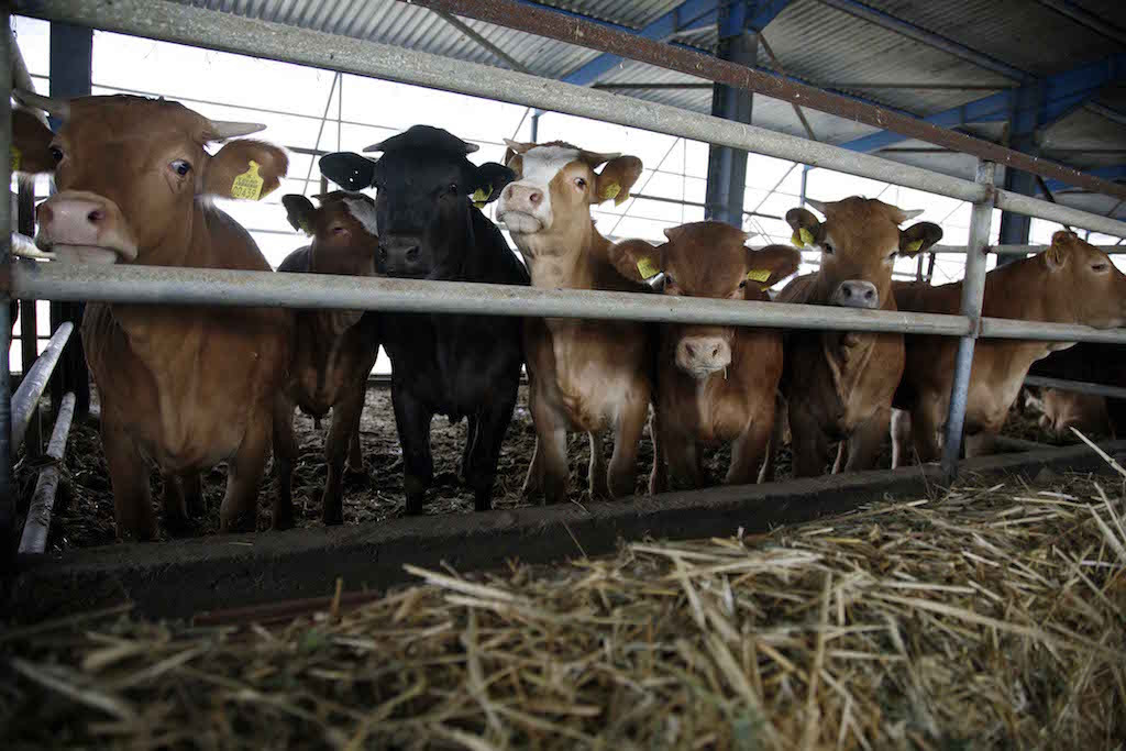 Δυσάρεστη έκπληξη για τους αγελαδοτρόφους τα τιμολόγια Δεκεμβρίου