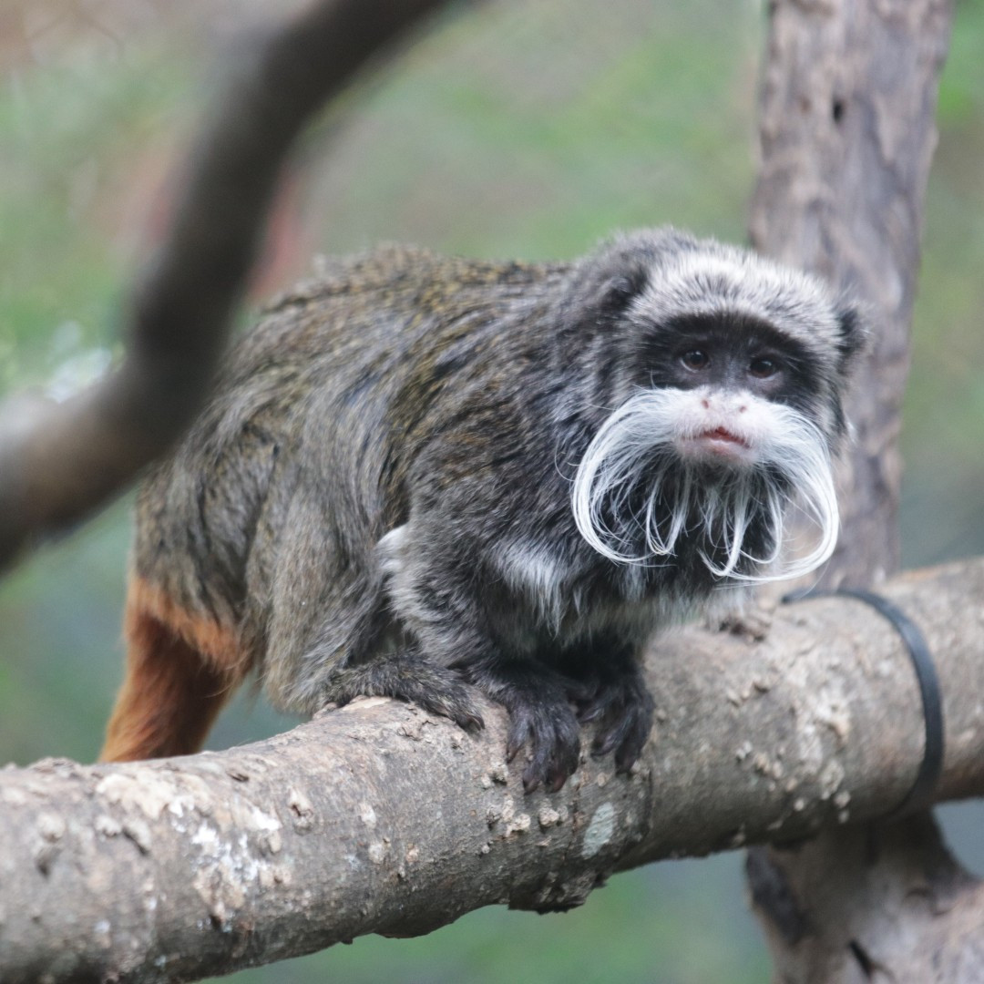 ΗΠΑ: Μυστήρια εξαφάνιση δύο σπάνιων πιθήκων από τον ζωολογικό κήπο του Ντάλας