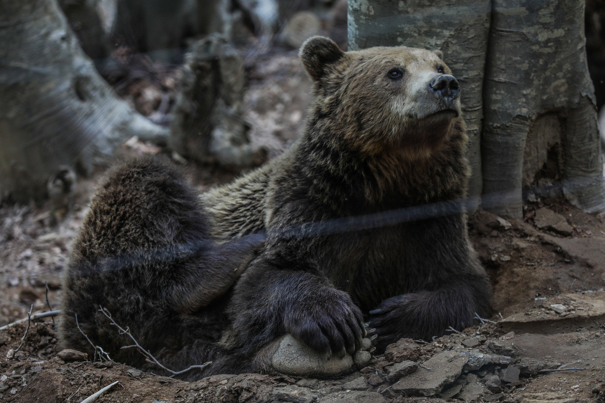 Ξύπνησαν οι αρκούδες στο Νυμφαίο – Ανοίγει ξανά το Κέντρο Προστασίας Αρκούδας