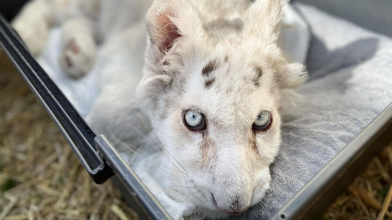 Παρέμβαση εισαγγελέα για το λευκό τιγράκι που εγκαταλείφθηκε σε κάδο έξω από το Αττικό Ζωολογικό Πάρκο