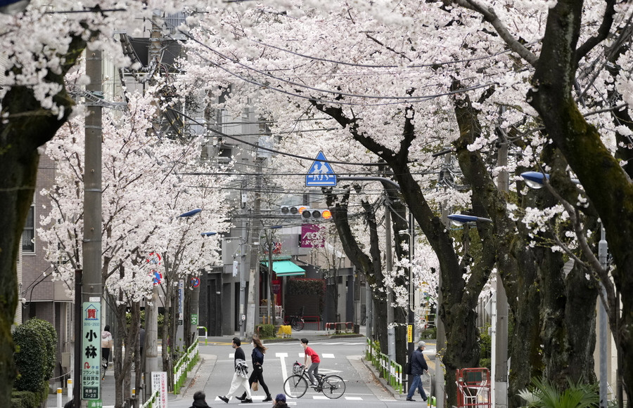 Ιαπωνία: Νωρίτερα ανθίζουν οι κερασιές στο Τόκιο