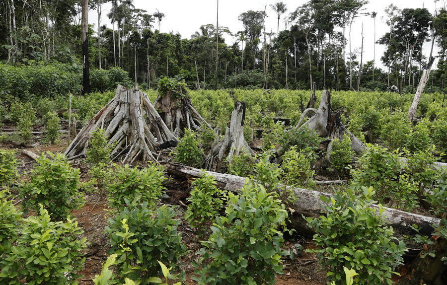 ΟΗΕ: Έσπασε ρεκόρ η παγκόσμια καλλιέργεια κόκας