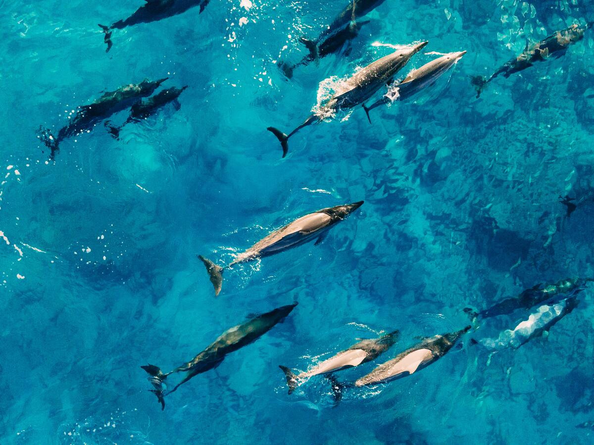 Γαλλία: 910 δελφίνια έχουν ξεβραστεί νεκρά σε ακτές της χώρας μέσα σε τέσσερις μήνες