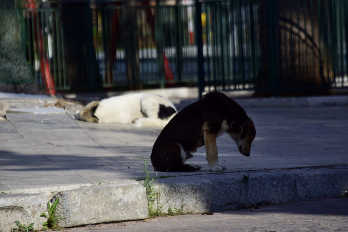 Χαλκιδική: Νεκρά βρέθηκαν 5 σκυλάκια