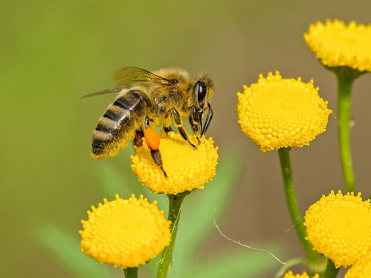 Πώς οι μέλισσες μπορούν να δώσουν πληροφορίες για την υγεία των ανθρώπων