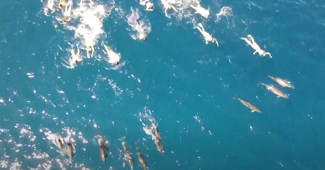 Χαβάη: Κολυμβητές κατηγορούνται για παρενόχληση δελφινιών [Βίντεο]