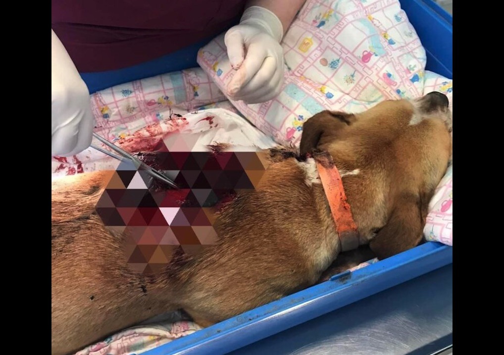 Λέσβος: Πυροβόλησαν αδέσποτη σκυλίτσα