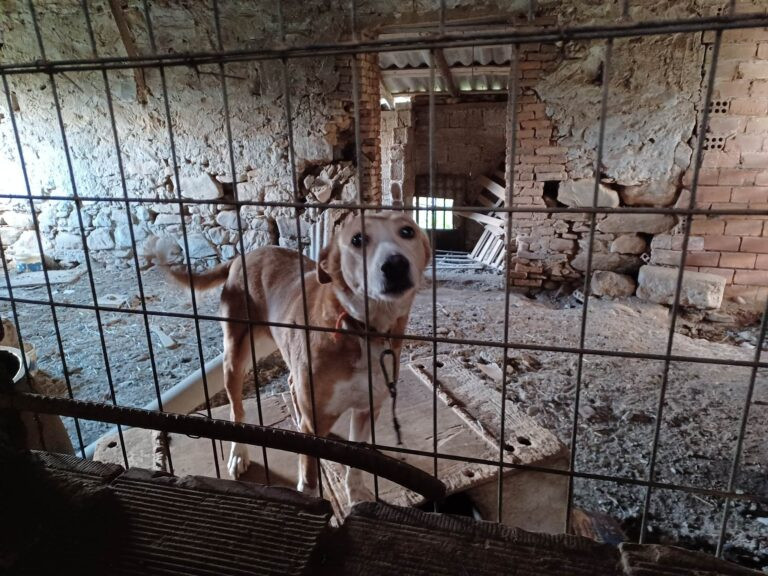 Χανιά: Κολαστήριο ζώων σε παλιό χοιροστάσιο – Συνελήφθη ο ιδιοκτήτης