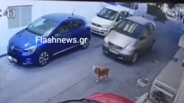 Πάσχα στα κρατητήρια για την 63χρονη που χτύπησε τον σκύλο με το αυτοκίνητο – «Θεώρησα ότι είχε φύγει»