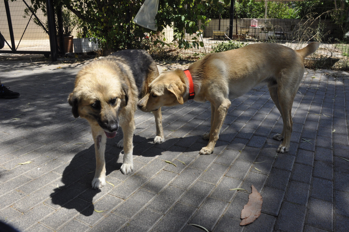 Άνω Λιόσια: Αγέλη σκύλων κατασπάραξε 68χρονη