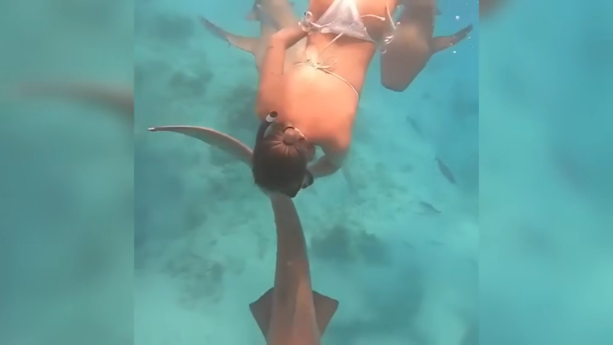 Μαλδίβες: Η στιγμή που καρχαρίας 100 κιλών δαγκώνει κολυμβήτρια [Bίντεο]