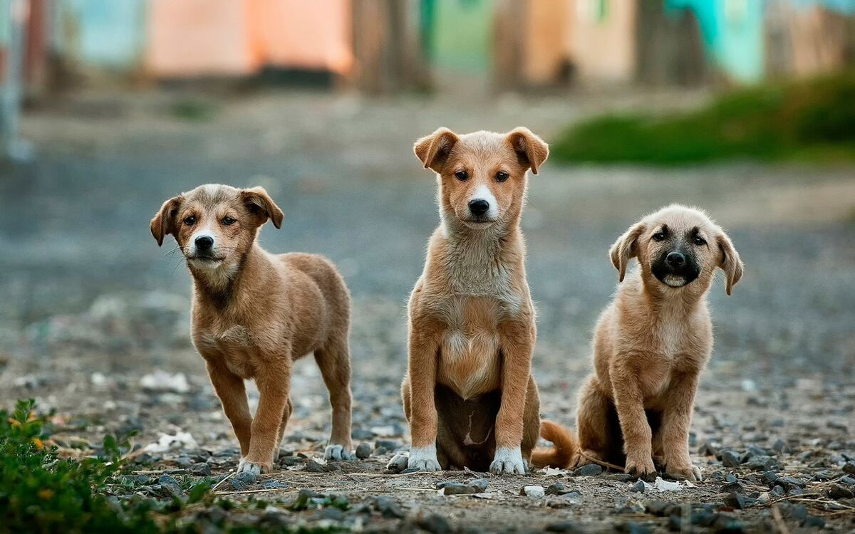 Κτηνωδία στην Εύβοια: Σκότωσαν με φόλες 10 σκυλιά