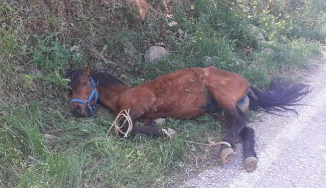 Τζια: Οργή για την κακοποίηση αλόγου – Είχε πέσει σε πλαγιά λόγω εξάντλησης