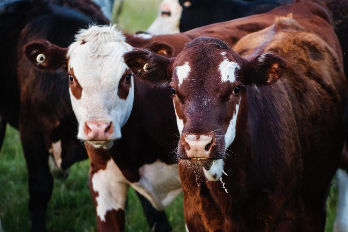 Θανατηφόρα νόσος που πλήττει τα βοοειδή εντοπίστηκε στη νότια Ευρώπη