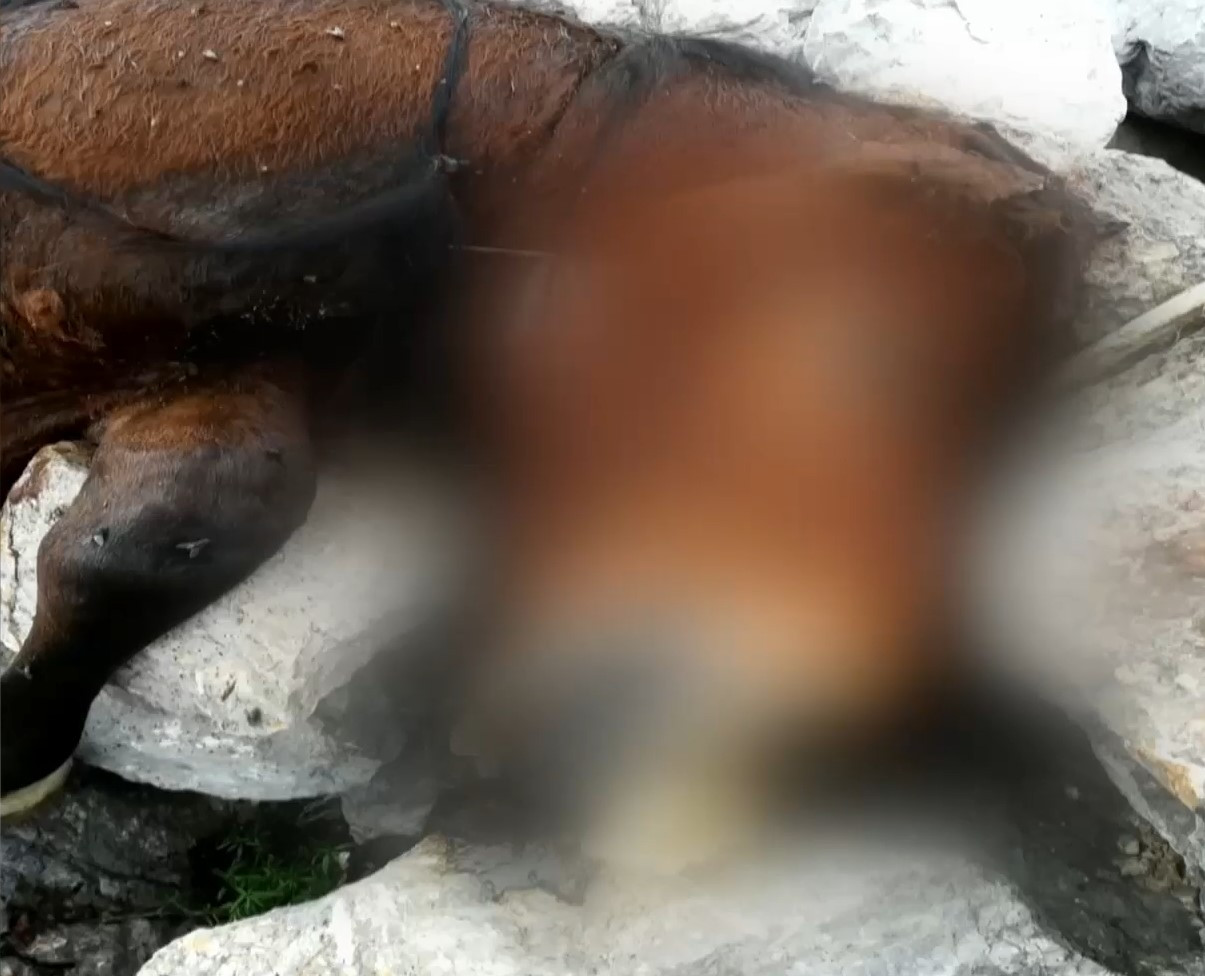 Πάρνηθα: Εντοπίστηκαν δύο άλογα νεκρά σε γκρεμό – Καταγγελίες ότι άγνωστοι τα πετούν ζωντανά