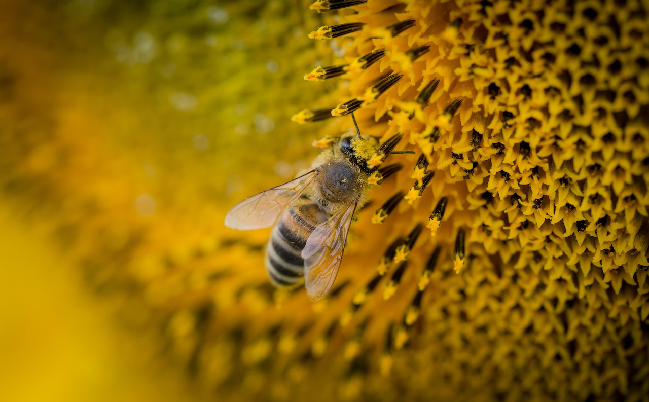 Η ΕΕ εξάγει χιλιάδες τόνους μελισσοκτόνων φυτοφαρμάκων που η ίδια έχει απαγορεύσει