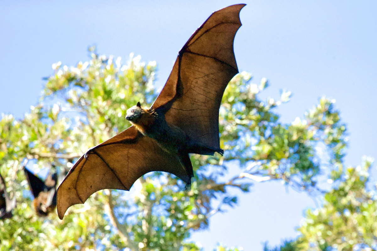 Οι νυχτερίδες το «κλειδί» για την καταπολέμηση της επόμενης πανδημίας;
