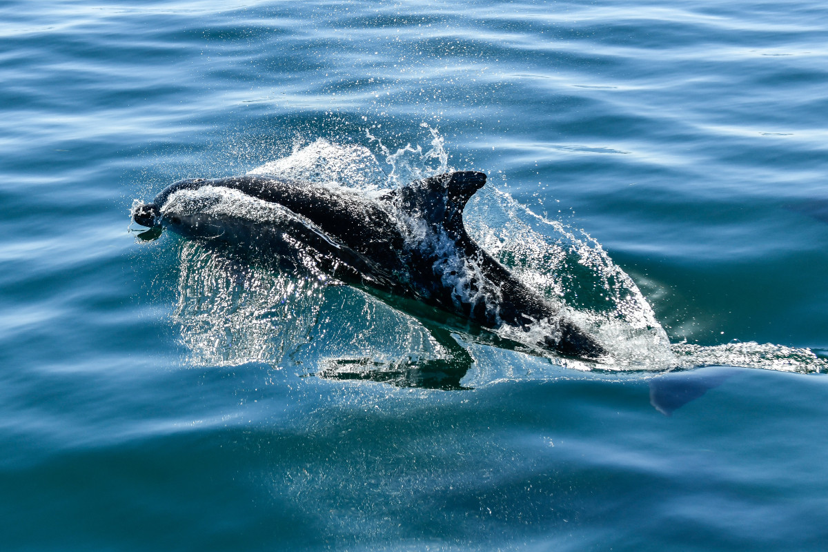 Φονικές επιθέσεις κατά δελφινιών στο Αιγαίο – «Μοναδικός εχθρός ο άνθρωπος»