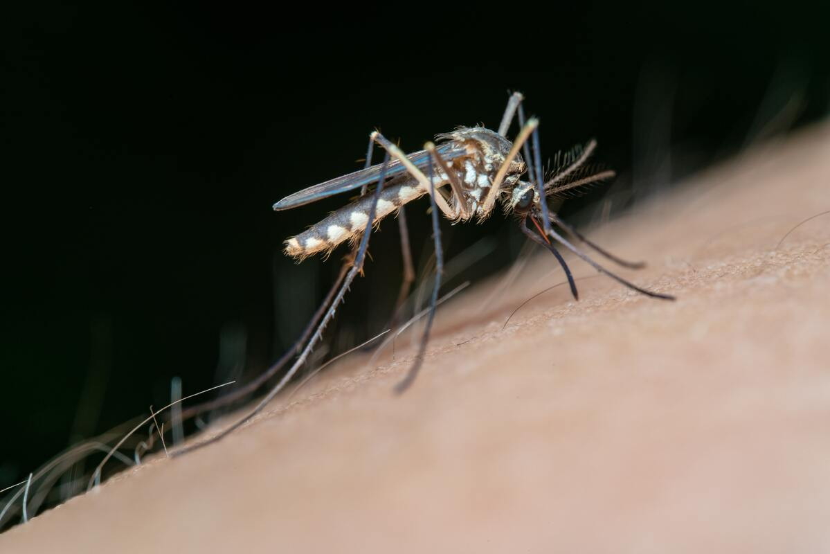 ΕΟΔΥ: Πώς να προφυλαχθείτε από τα κουνούπια και τον ιό του Δυτικού Νείλου