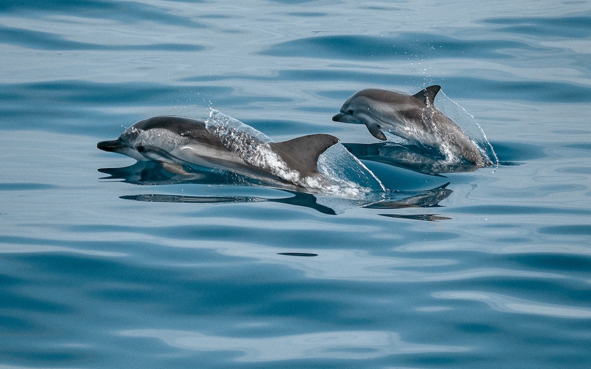 «Αρχιπέλαγος»: Μεγάλα αλιευτικά σκάφη σκοτώνουν δελφίνια στο Αιγαίο