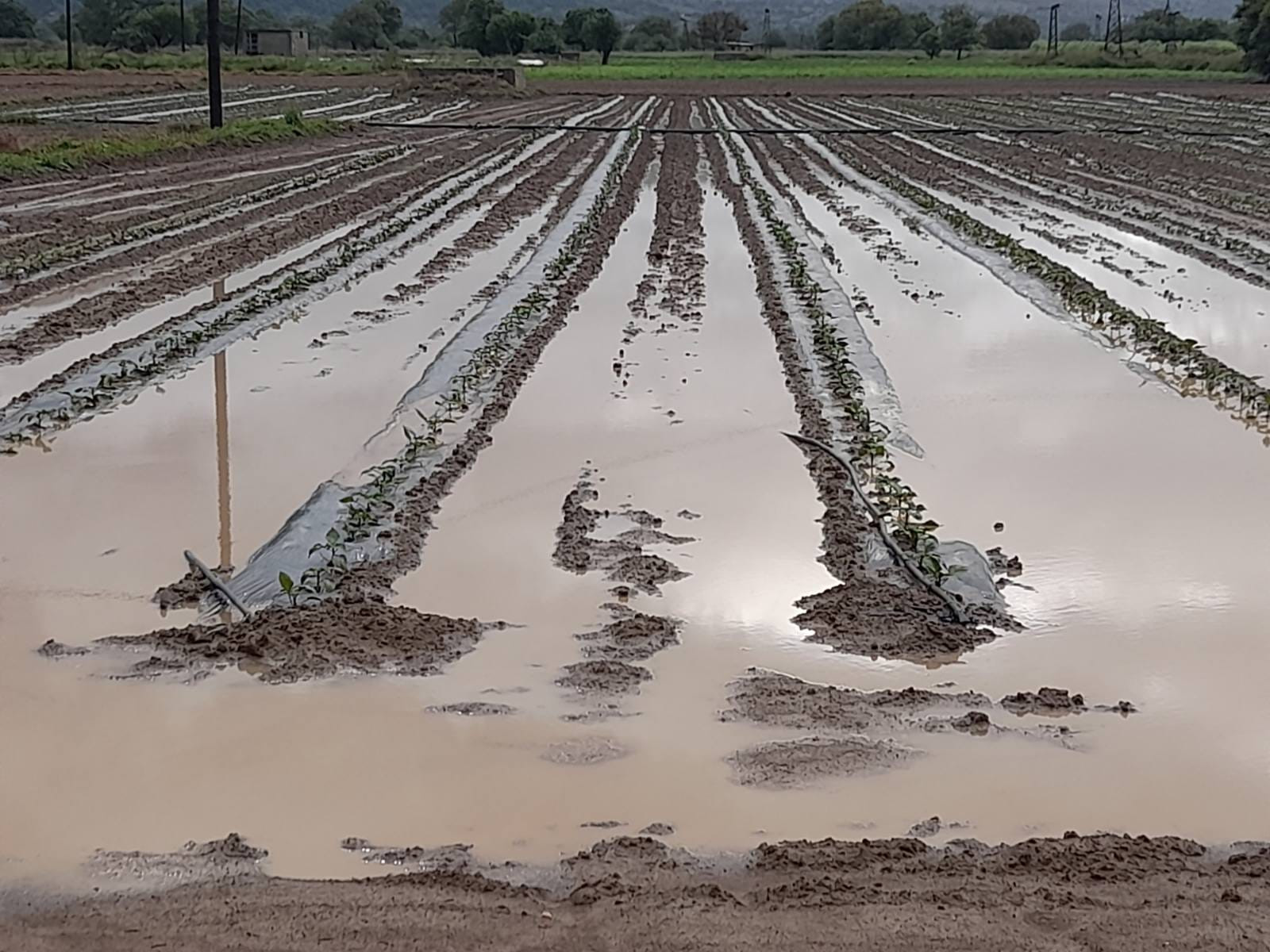 Κρήτη: Η ισχυρή βροχόπτωση «χτύπησε» τις καλλιέργειες