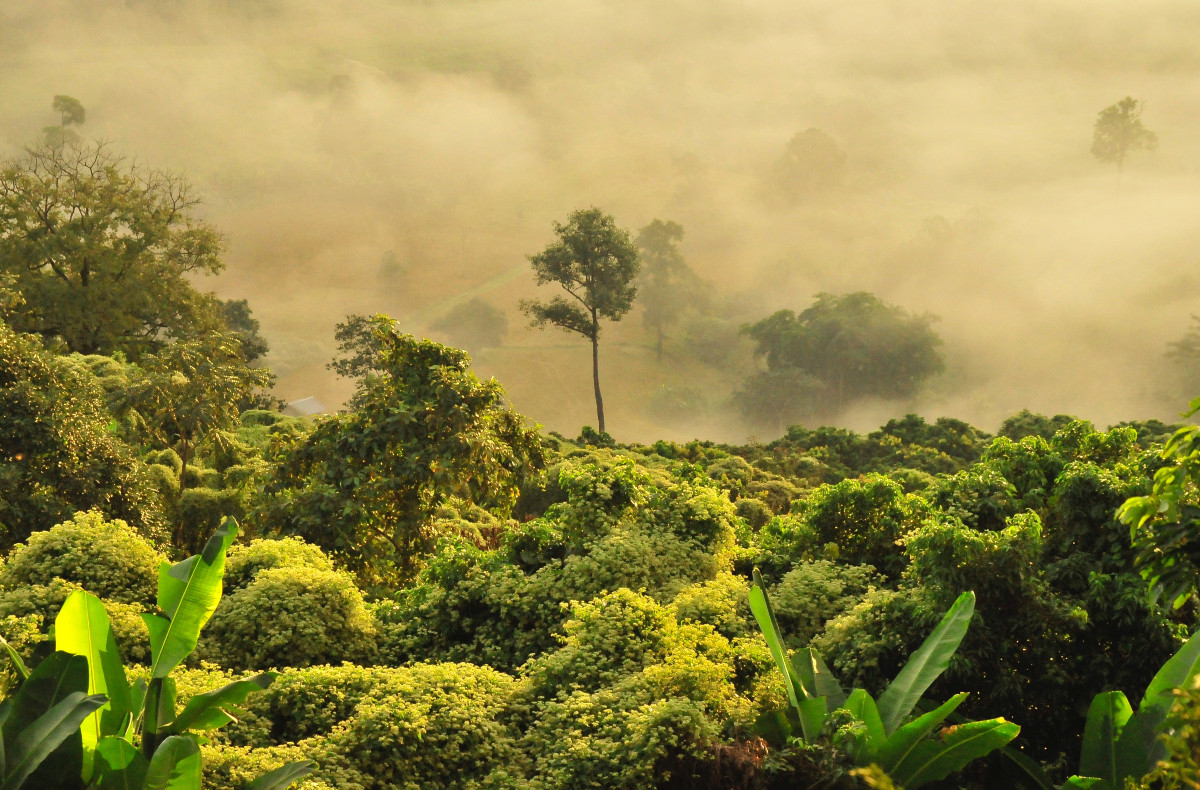 Εκατομμύρια δέντρα του Αμαζονίου «θυσία» για τα κέρδη της κτηνοτροφίας