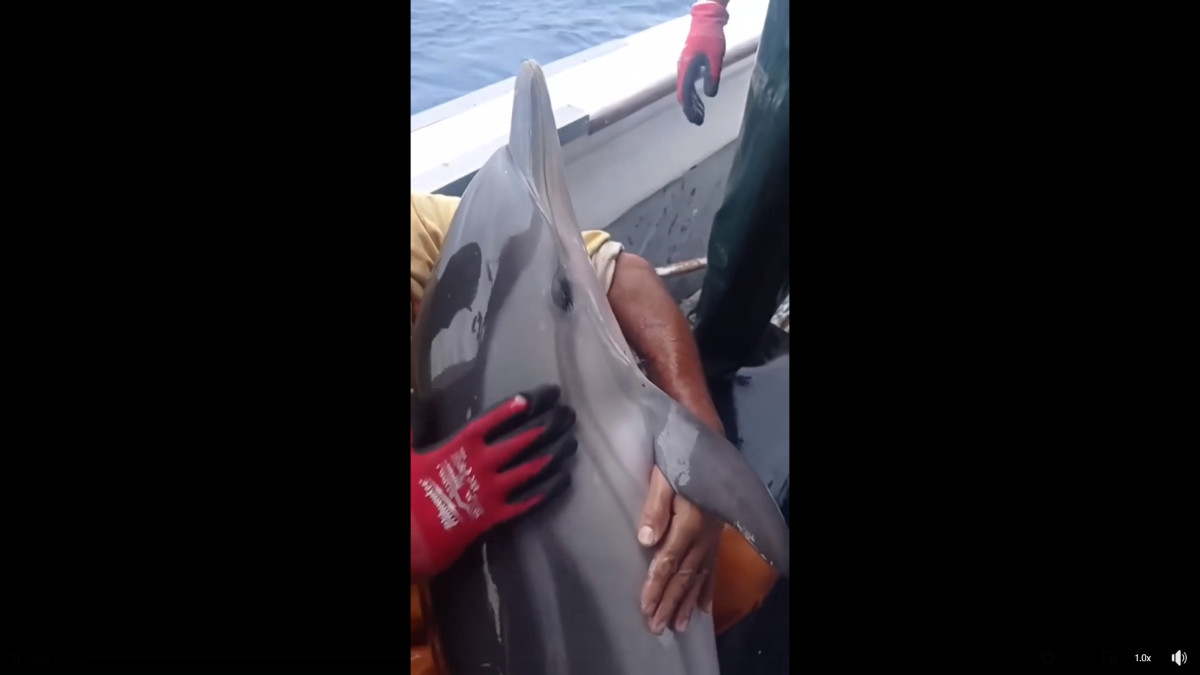 Κάλυμνος: Ψαράδες απελευθερώνουν δελφίνι που μπλέχτηκε στα δίχτυα τους [Βίντεο]