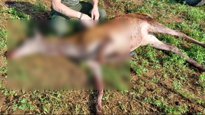 Σέρρες: Με σκάγια στο σώμα του εντοπίστηκε νεκρό ελάφι στην Κερκίνη – Ζούσε σε εγκαταλελειμμένη φάρμα με περίπου 18 ελάφια