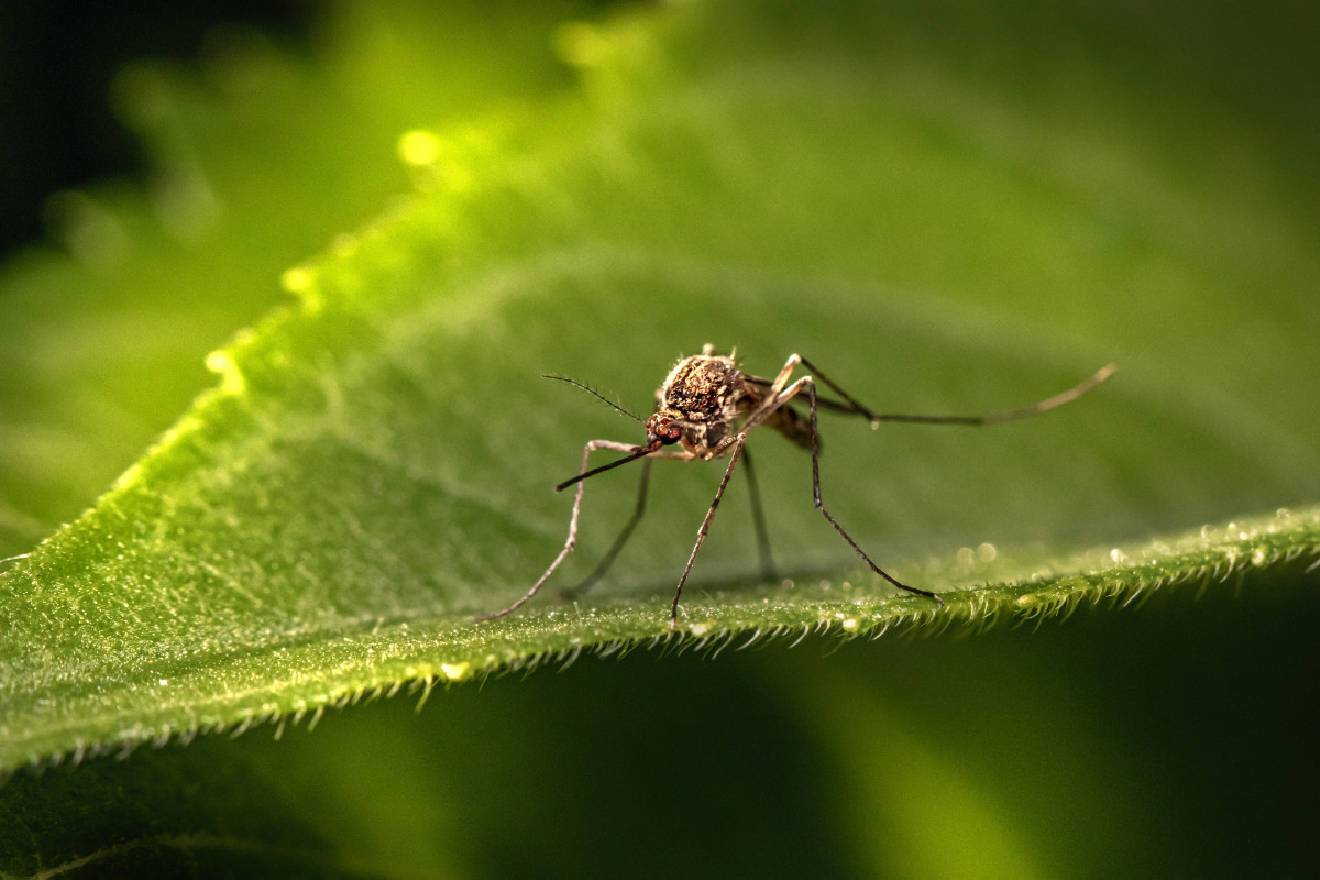 «Καμπανάκι» από ECDC για ασθένειες που μεταδίδουν τα κουνούπια