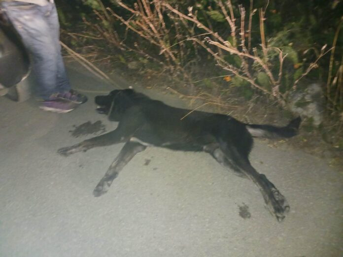 Βόλο: Βασάνισαν σκυλί σέρνοντάς το με το αυτοκίνητο