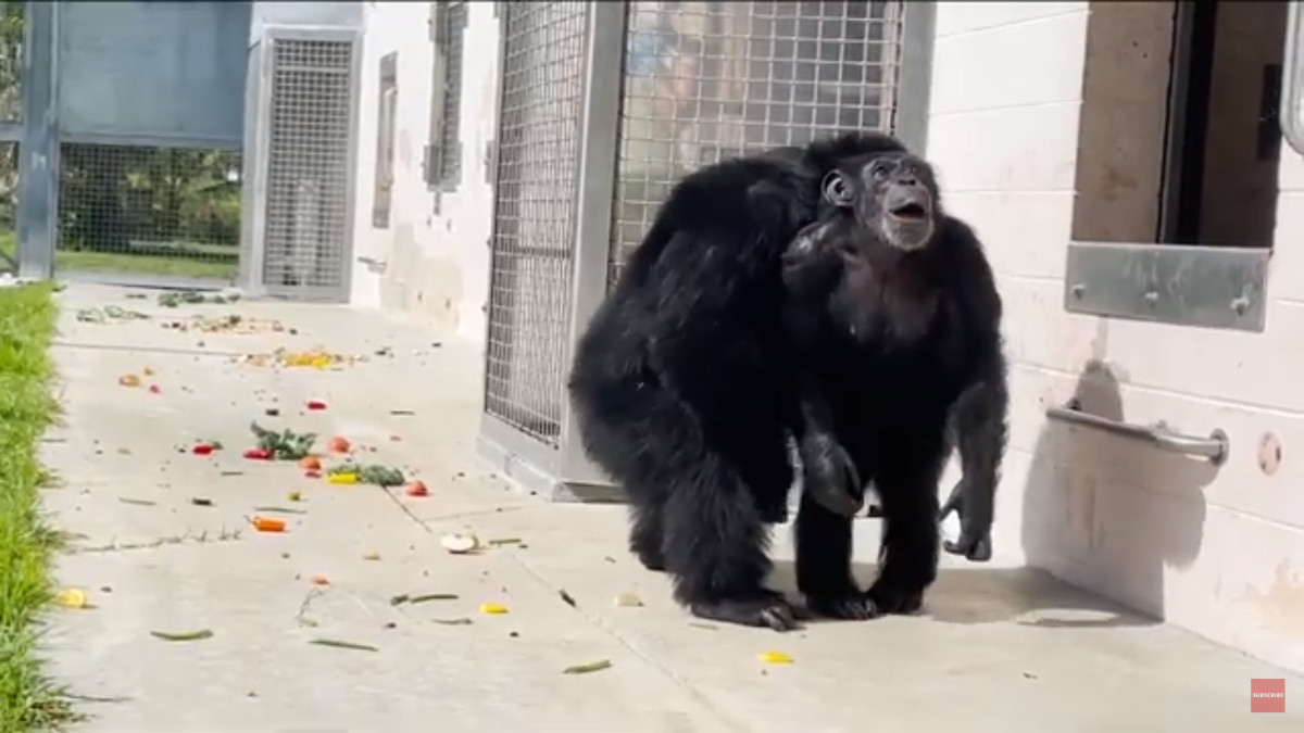 Η στιγμή που η «Βανίλα», ένας χιμπατζής πειραματόζωο, βλέπει τον ουρανό για πρώτη φορά [Βίντεο]