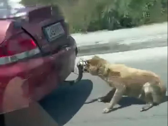 Νέο σοκαριστικό περιστατικό κακοποίησης ζώου στη Ζάκυνθο: Έσερνε τον σκύλο του με το αυτοκίνητο [Βίντεο]