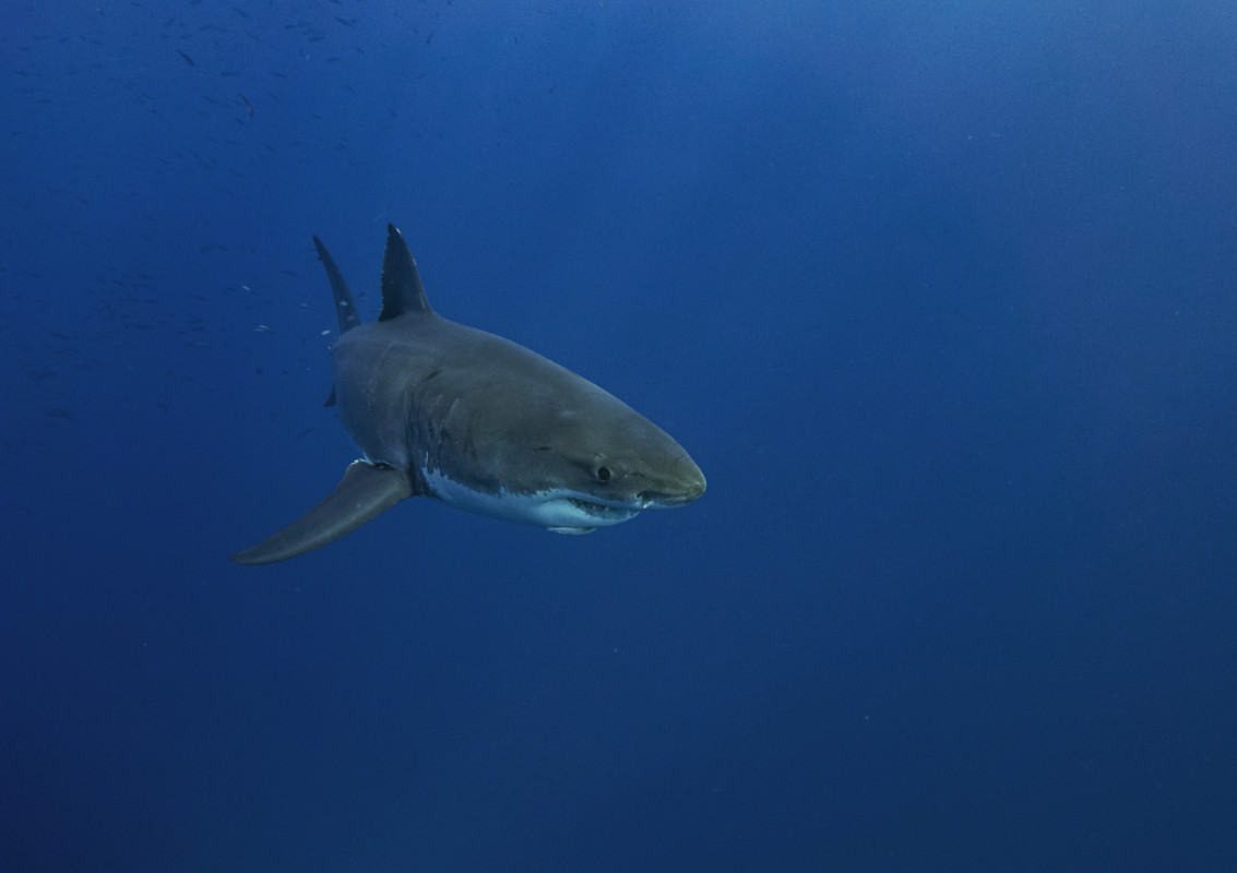 Σέριφος: Η στιγμή που καρχαρίας τριών μέτρων περνά δίπλα από σκάφος