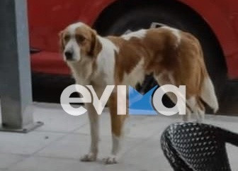 Εύβοια: Πυροβόλησαν τον σκύλο – μασκότ της Κύμης