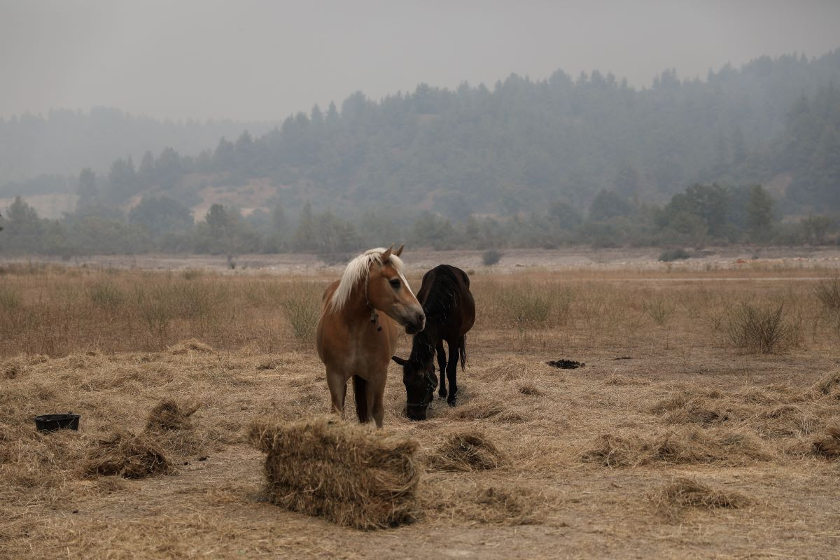 Βόλος: Άλογο πνίγηκε από το σχοινί που το έδεσαν – Συνελήφθη ο δράστης