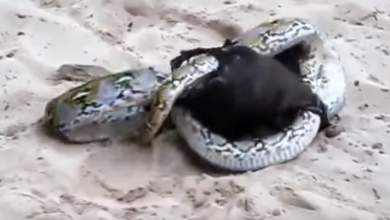 pythonas-paleyei-me-nychterida-poios-kerdizei-telika-vinteo-0