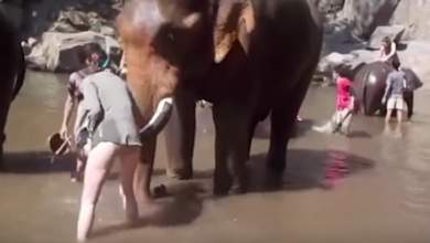 elefantas-petaei-ston-aera-toyristria-poy-prospathise-na-ton-plynei-vinteo-0