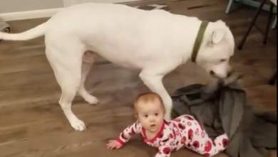skylia-se-rolo-babysitter-binteo-0