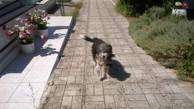 o-chatsiko-ton-ioanninon-foto-0